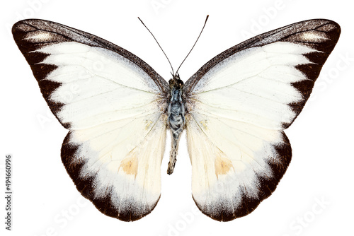 White butterfly species Appias lyncida photo