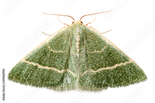 green moth chlorissa etruscaria photo