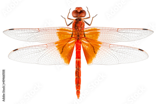 Scarlet Dragonfly species Crocothemis erythraea photo