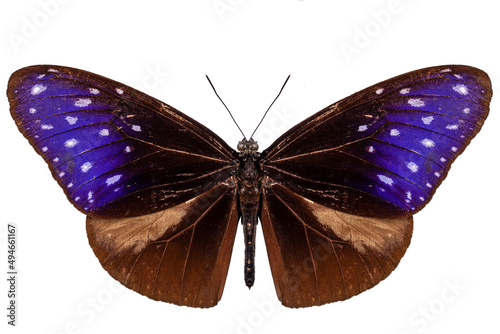 brown, blue and purple butterfly species Euploea Mulciber photo