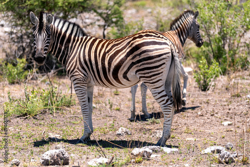 Close up of a zebra in Etosha National Park  Namibia
