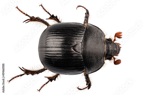 earth-boring dung beetle species Geotrupes stercorarius photo