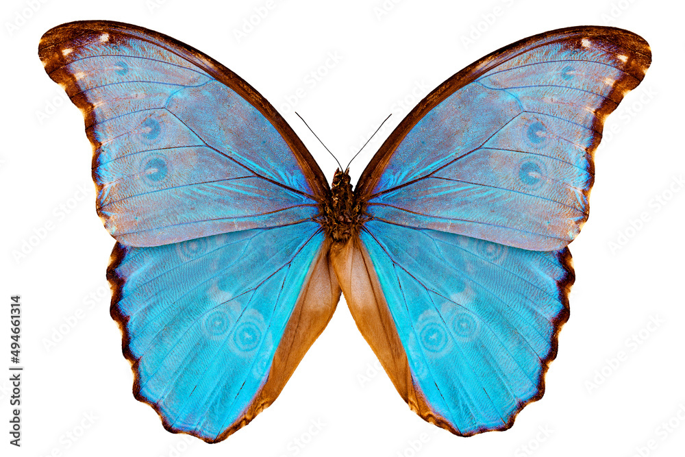 Fototapeta premium Butterfly species Morpho godarti assarpai