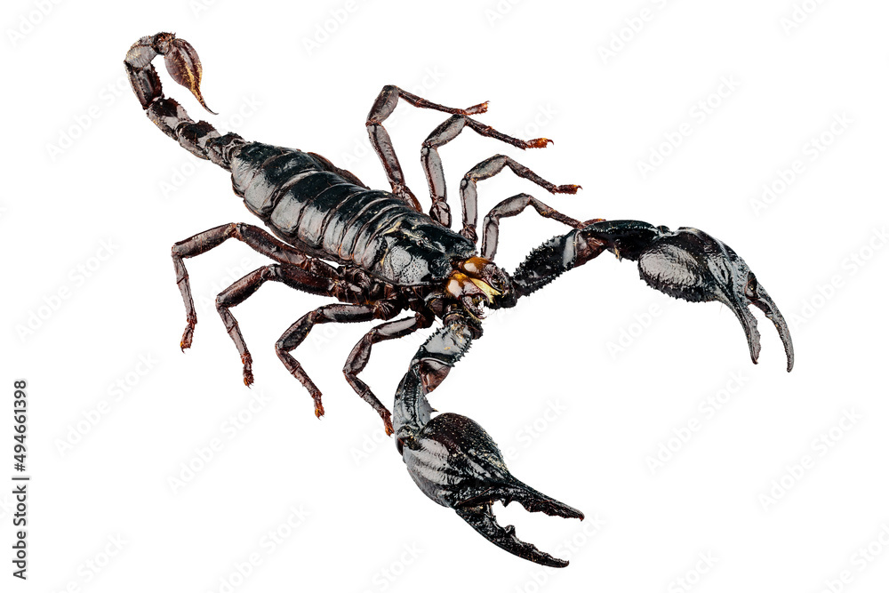 palamnaeus fulvipes palamnaeus fulvipes
