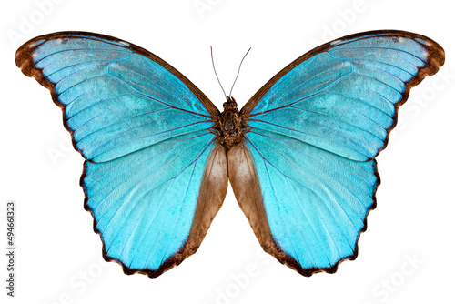 Butterfly species Morpho menelaus alexandrovna photo