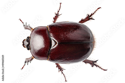 European rhinoceros beetle female "Oryctes nasicornis" species