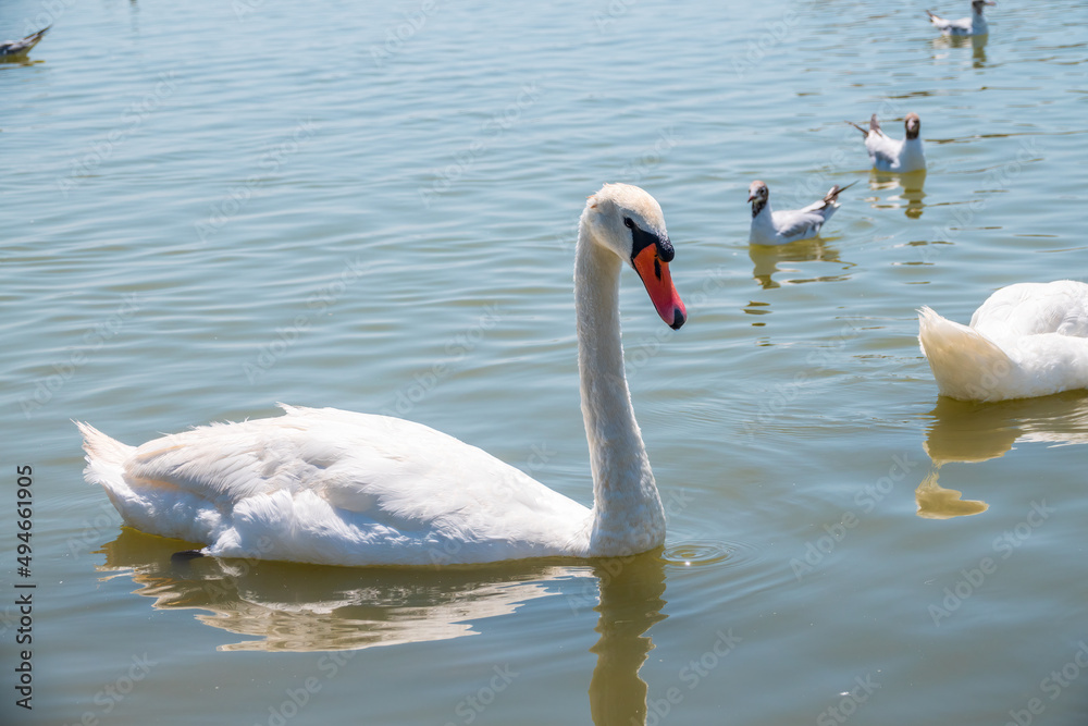 Obraz premium Graceful white Swan swimming in the lake, swans in the wild. Portrait of a white swan swimming on a lake.