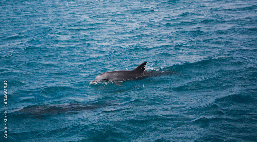 Fototapeta premium Dolphin