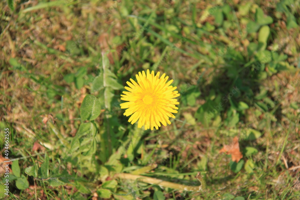 the yellow flower a dandelion the yellow flower a dandelion