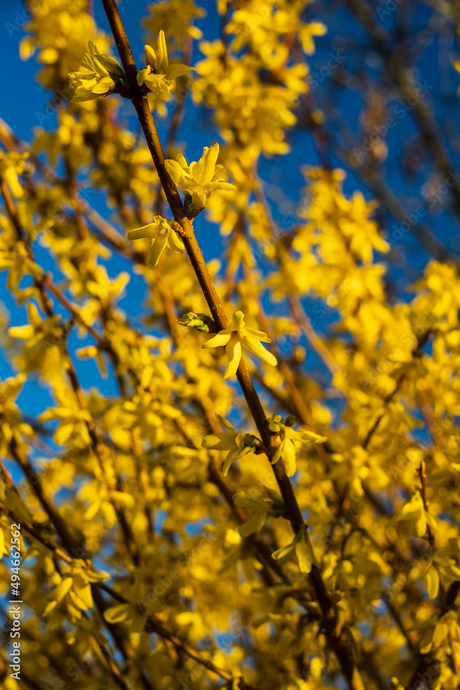 spring nature flowers yellow sunlight spring nature flowers yellow sunlight