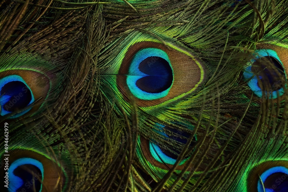 Naklejka premium peacock feather close up. Peafowl feather. Mor pankh.