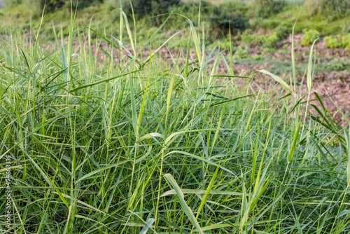 Fresh green wild grasses growing near the agricultural land