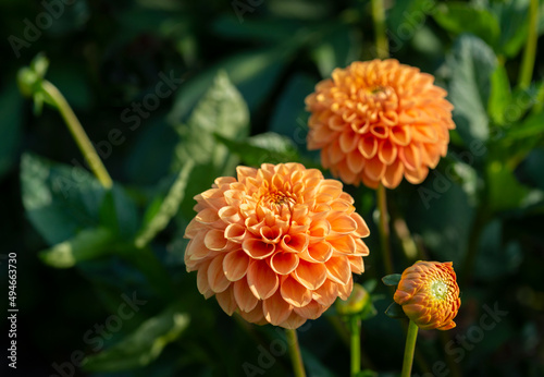 Fototapeta Naklejka Na Ścianę i Meble -  Orange Dahlia flowers grow in the garden