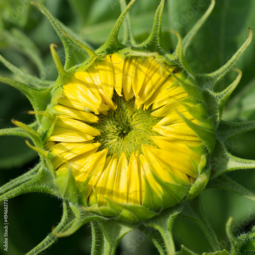 Sunflower flower bud close up