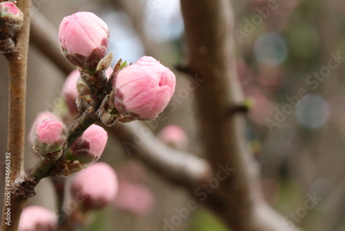 大きく膨らみ開花寸前のピンクの楊貴妃（紅梅）の複数の蕾のアップ。左寄り