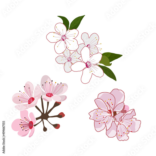 Cherry blossom flowers vector illustration set isolated