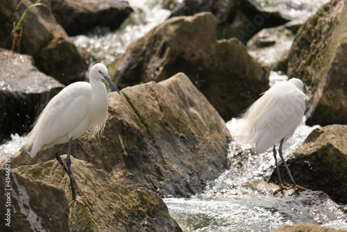 little Egret on the rocks of the Nile river