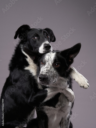 two dogs hugging. Happy Border Collie on a grey background in studio. love pet