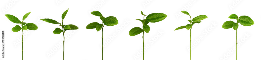 Green twigs of an isolated plant on a white background. Isolated, green leaves on a white background. Green twigs of an isolated plant on a white background. Isolated, green leaves on a white background.