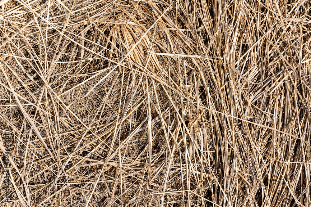 Hay texture. Bales of hay are stacked in large staffs. Harvesting in agriculture.