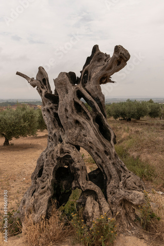 trunk of a dead olive tree on the costa brava