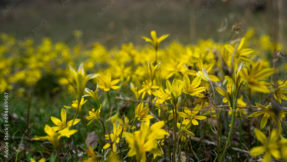 Fototapeta premium Yellow spring flowers on verdant rocks