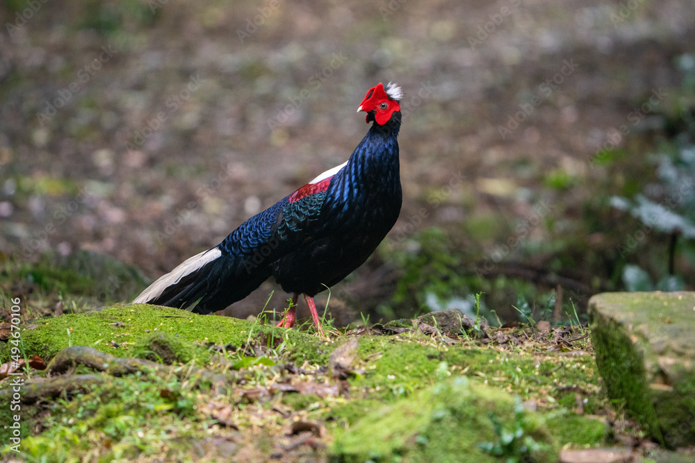 Male adult Svensson's Pheasant (Lophura swinhoii) Male adult Svensson's Pheasant (Lophura swinhoii)