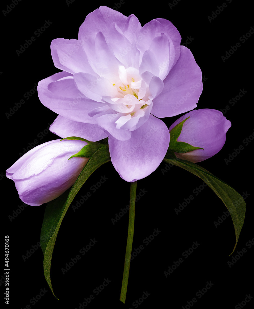Fototapeta premium Purple jasmine flower isolated on black background with clipping path. Closeup. For design. Nature.