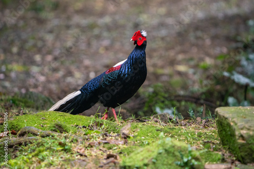 Male adult Svensson's Pheasant (Lophura swinhoii) photo