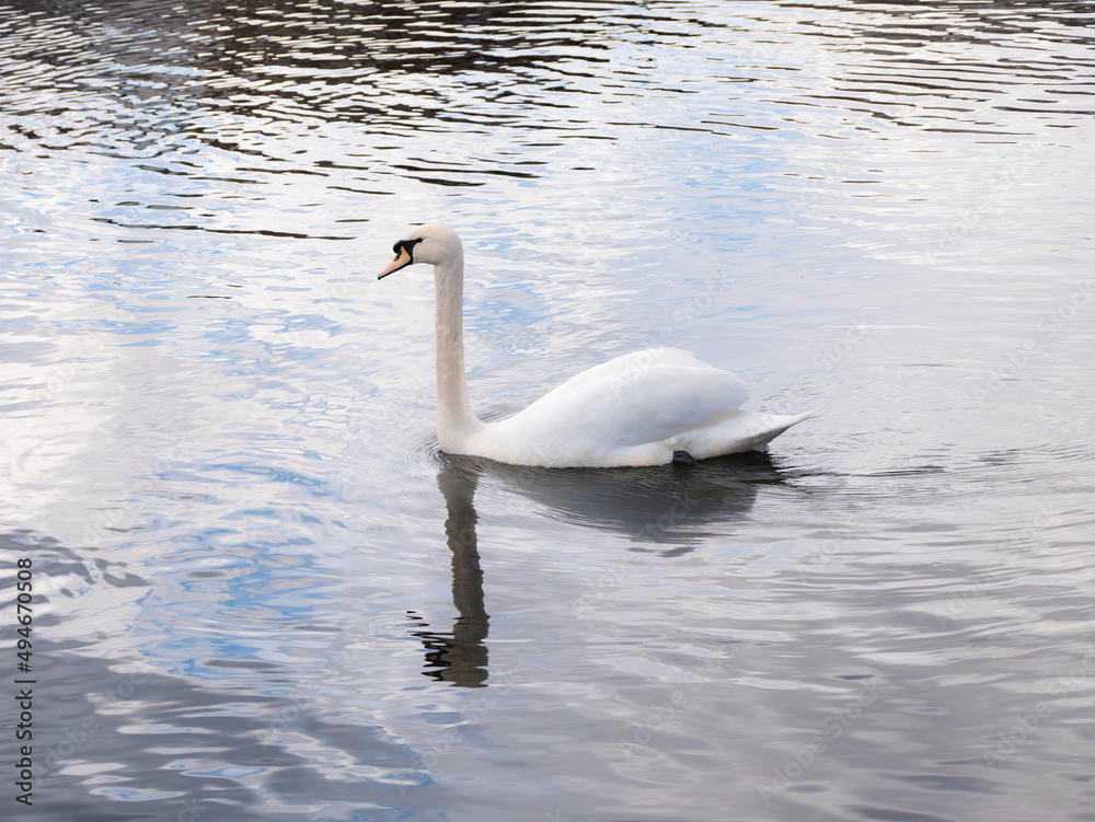 White mute swan (Cygnus olor) swims calmly on the water surface of a river showing its beautiful plumage and its reflection in the water White mute swan (Cygnus olor) swims calmly on the water surface of a river showing its beautiful plumage and its reflection in the water