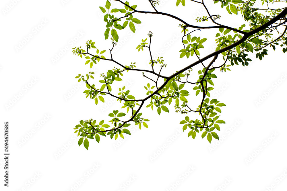 green leaf and twig isolated on white background green leaf and twig isolated on white background
