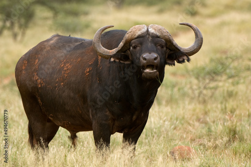  African buffalo
