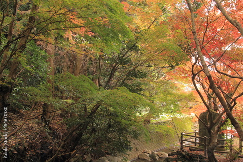愛媛県大洲市　秋の白滝公園の風景