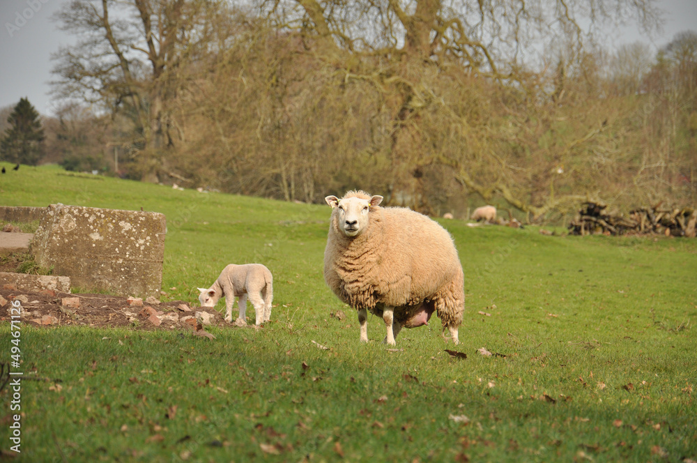 Sheep and lambs Sheep and lambs