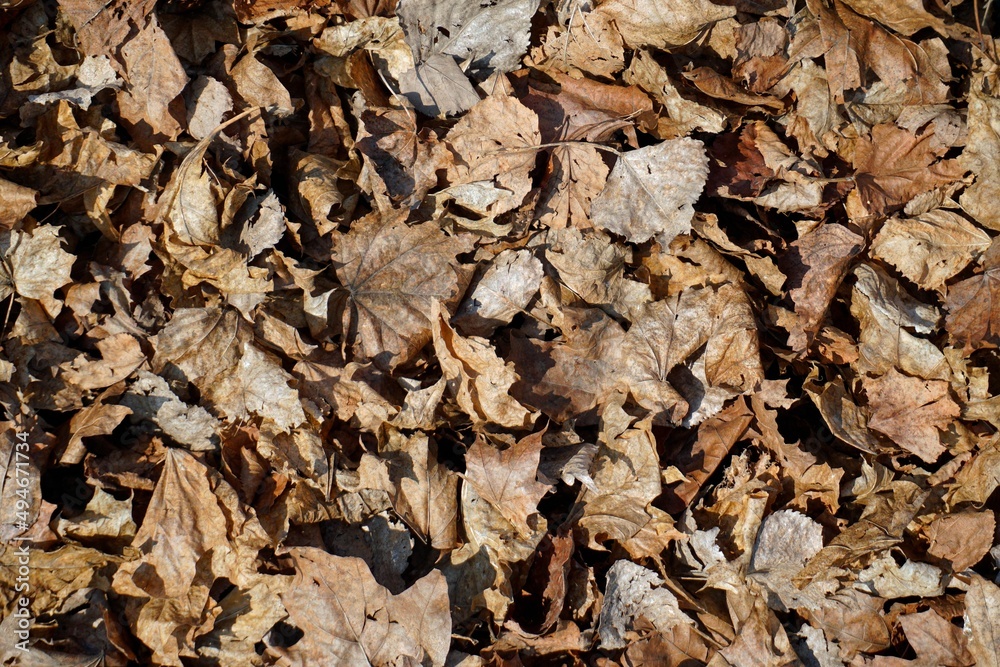 Dry last year's leaves collected by the wind on a March day. Background. Texture Dry last year's leaves collected by the wind on a March day. Background. Texture