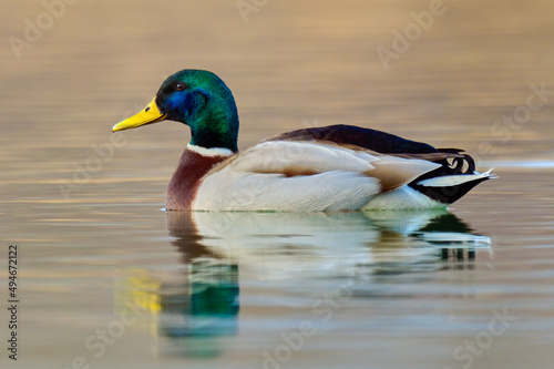 Mallard duck drake floating in the lake. With reflection in calm water surface. Blurred background, copy space. Genus  Anas platyrhynchos.