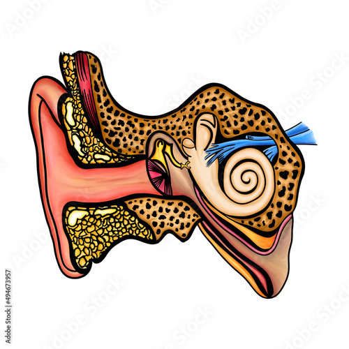 illustration of Ear anatomy in white Background. photo