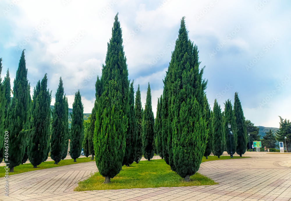 Nicely decorated park decorated with green cypresses.