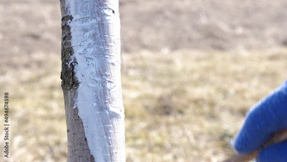 Vidéo Stock Spring whitewashing of fruit trees. Protect trees from