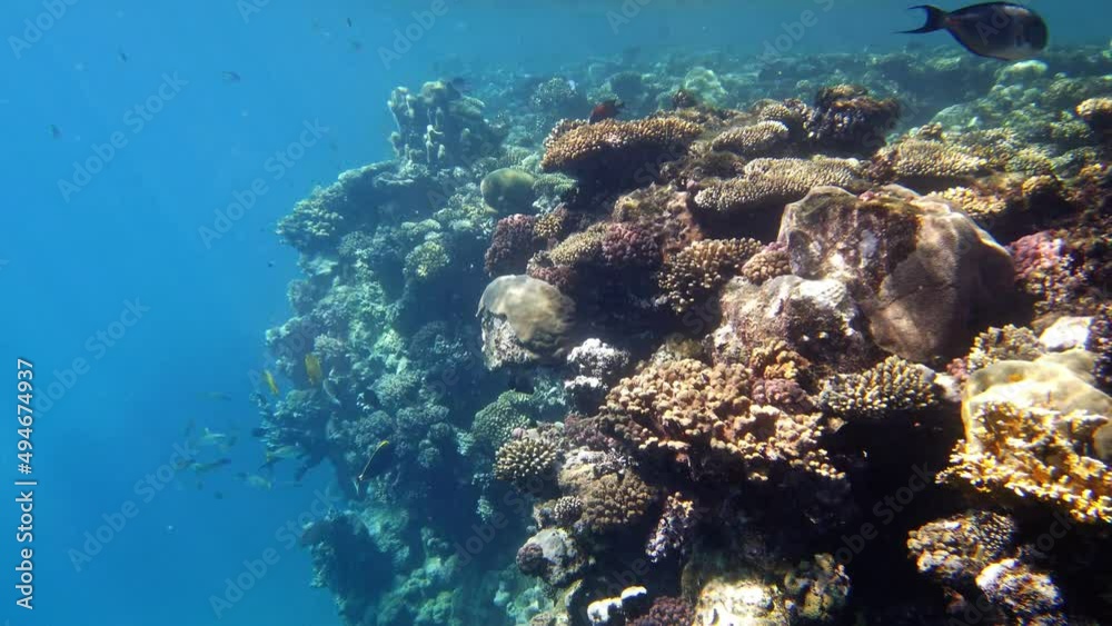 underwater coral reef. Beautiful underwater coral garden seascape, in the sunlight, with colorful, exotic, tropical fish. Marine life. sea world. Underwater healthy coral garden. underwater coral reef. Beautiful underwater coral garden seascape, in the sunlight, with colorful, exotic, tropical fish. Marine life. sea world. Underwater healthy coral garden.