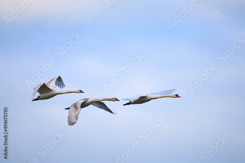 Fototapeta Naklejka Na Ścianę i Meble -  A family of swans flying