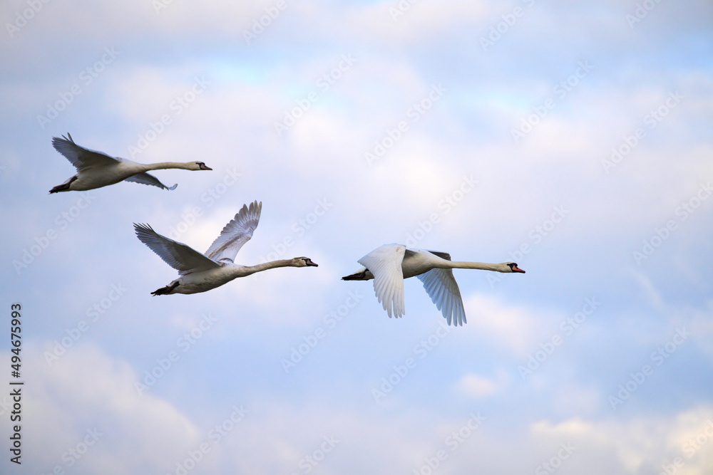 Fototapeta premium A family of swans flying