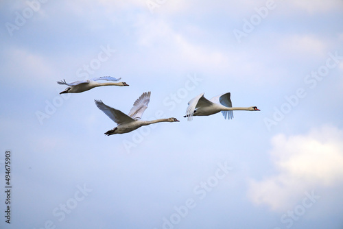A family of swans flying
