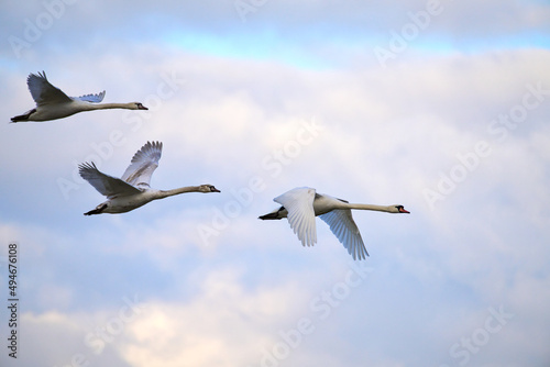 Fototapeta A family of swans flying