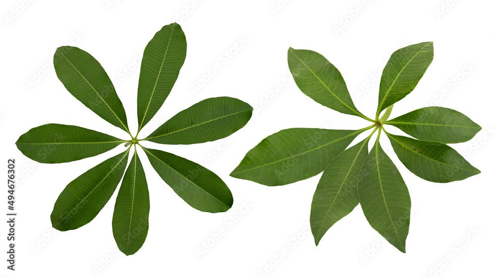 Devil tree or Alstonia scholaris green leaves  isolated on white background with clipping path.
