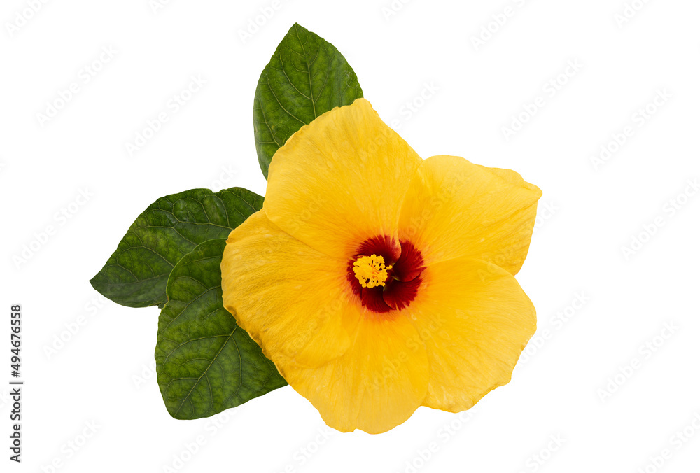 Hibiscus flower isolated on white background with clipping path.