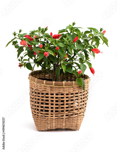 Malvaviscus arboreus Cav. var. drummondii (Torr. & A.Gray) Schery or  Sleeping hibiscus tree isolated on white background.