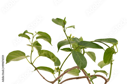 Gymnema inodorum branch green leaves isolated on white background with clipping path.