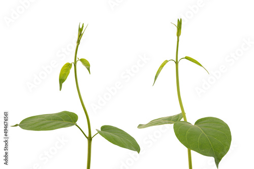 Gymnema inodorum branch green leaves isolated on white background with clipping path.