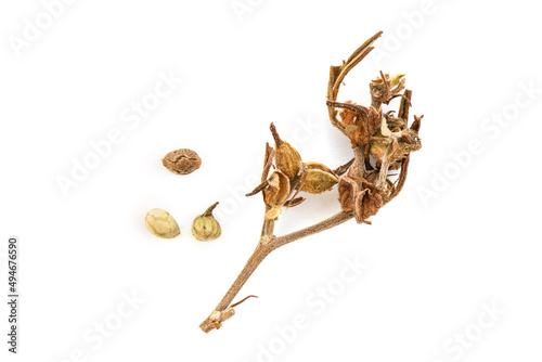 Dried marijuana or cannabis ruderalis branch isolated on white background.